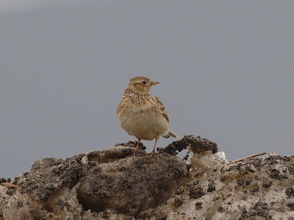 Kiuru, Eurasian Skylark, Alauda arvensis
